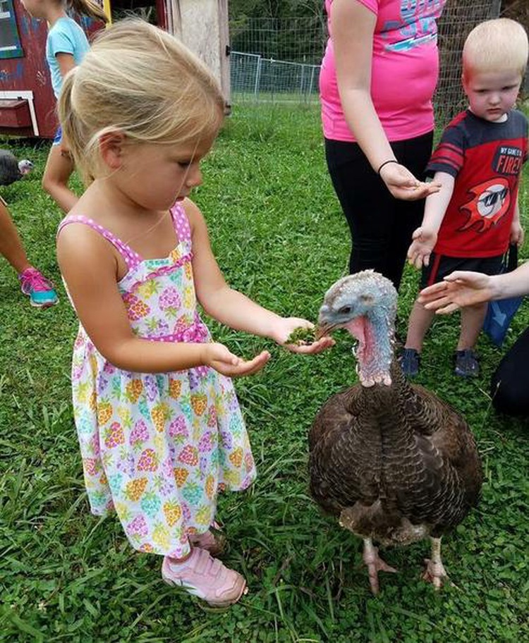 Aksi Bocah Bermain Dengan Hewan Ternak